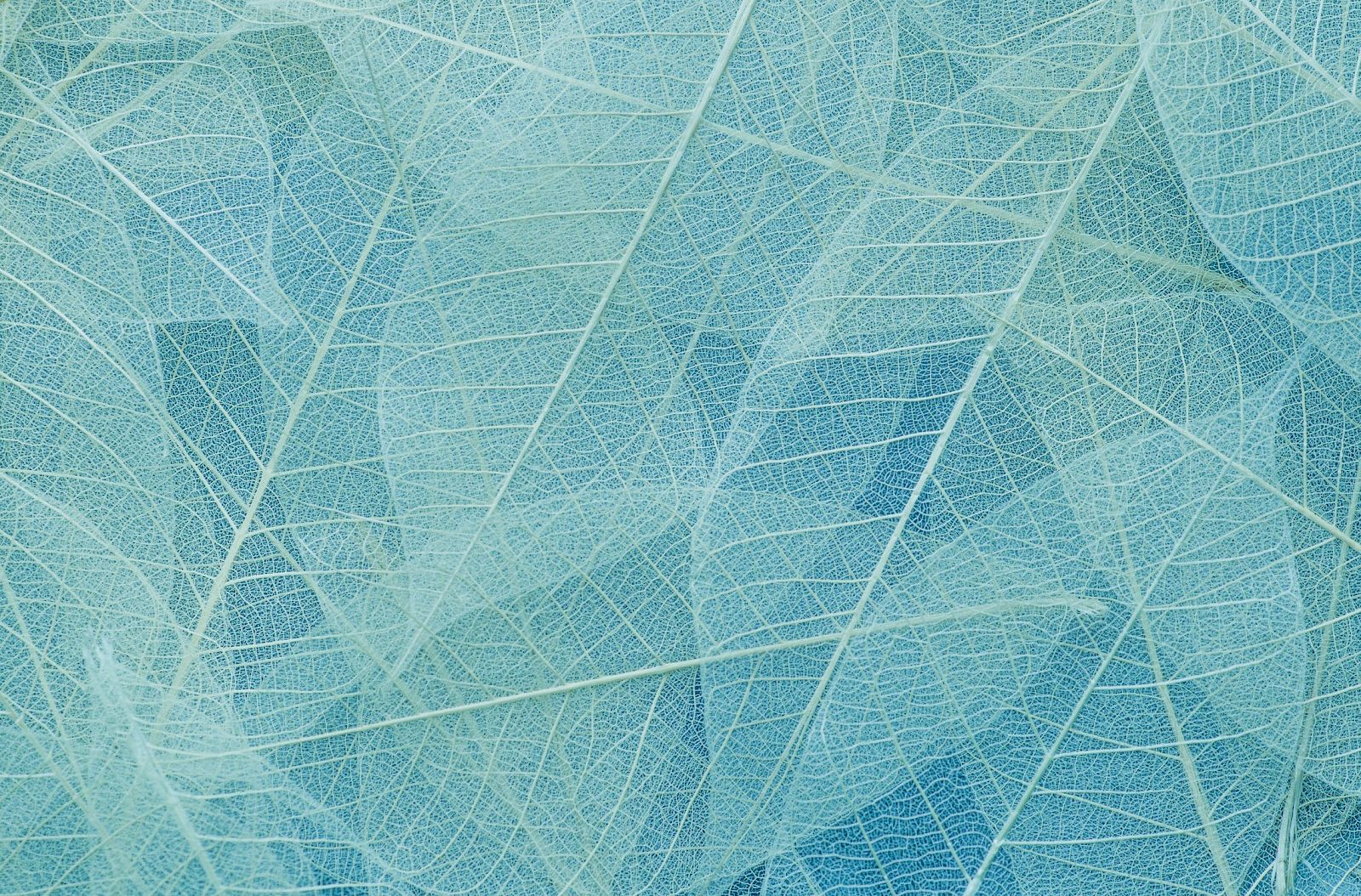 The image shows a collection of translucent, overlapping leaves in shades of blue, highlighting their delicate veins and patterns.
